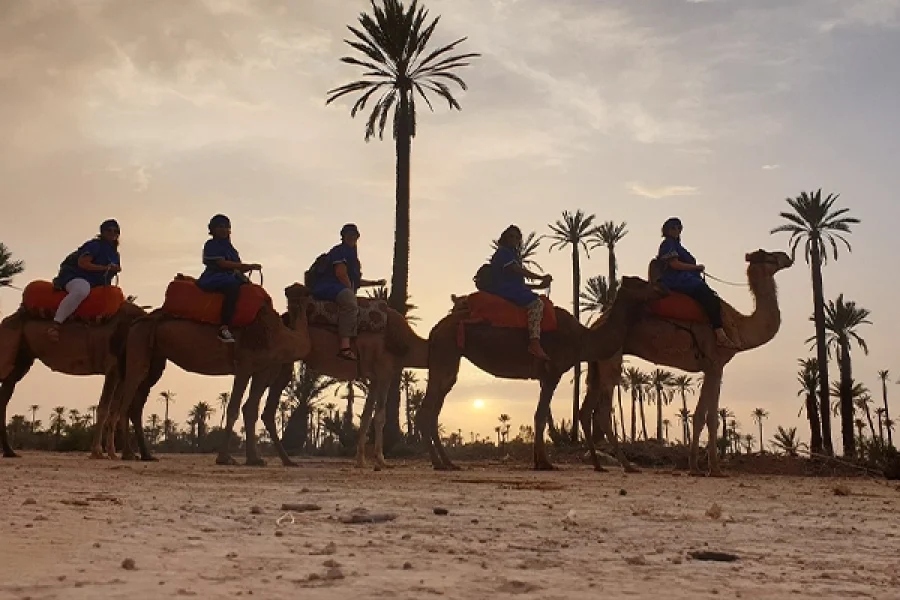 Camel Ride At The Sunset In Marrakesh
